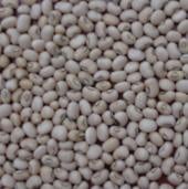 White Acre Cowpea Seeds BN141-50_Base