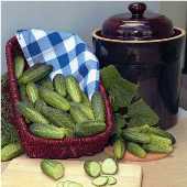 DM - Downy Mildew Resistant Cucumbers
