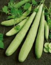 Armenian Pale Green Cucumbers CU86-100_Base