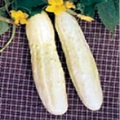 Bianco Lungo Cucumbers CU64-20_Base