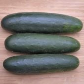 A - Anthracnose Resistant Cucumbers