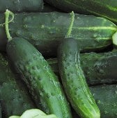 Early Fortune Cucumbers CU109-20