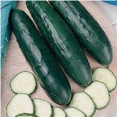 Fanfare Cucumbers CU9-20