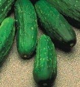 Jackson Supreme Cucumbers CU97-20