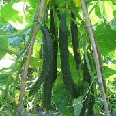 Japanese Long Pickling Cucumbers CU99-20_Base