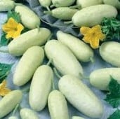 Miniature White Cucumbers CU60-20