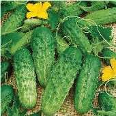 Pick a Bushel Cucumbers CU124-20_Base