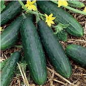 Open Field Cucumbers