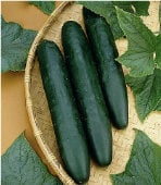 TLS - Target Leaf Spot Resistant Cucumbers