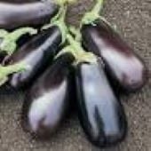 Classic Eggplants EG63-20