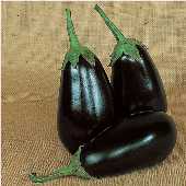 Epic Eggplants EG6-20