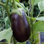 Florida Market Eggplants EG7-20