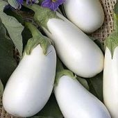 Ghostbuster Eggplants EG8-20