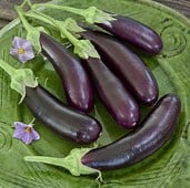 Hansel Eggplants EG59-20