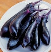 Millionaire Eggplants EG14-20_Base