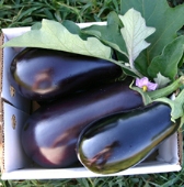 Night Shadow Eggplants EG62-20_Base