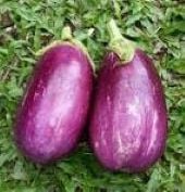 Rosita Eggplants EG43-20_Base