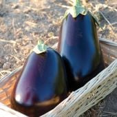San Marino Eggplants EG78-20_Base