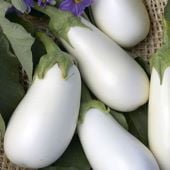 Snowy Eggplants EG79-20