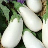 White Star Eggplant Seeds EG72-20_Base