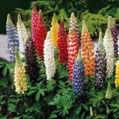Russell's Mixed Lupine FL72-50_Base