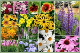 Wildflowers (All Perennial) FL146-100