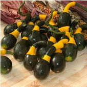 Koshare Yellow Banded Gourds GD48-10