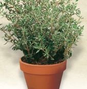 French Thyme HB102-100