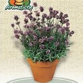 Italian Lavender HB181-100