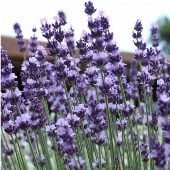 Vera Lavender Seeds HB55-1000_Base