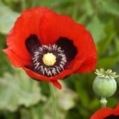 Red Opium Poppy HB190-100_Base