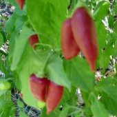 Tall Hot Pepper Plants - 36