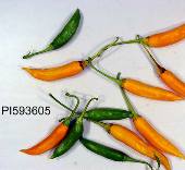 Capsicum Baccatum USDA #593605 Hot Peppers HP1627-10_Base