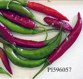 Capsicum Baccatum USDA #596057 Hot Peppers HP928-20_Base