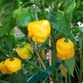 7 Pot Brain Strain Yellow Pepper Seeds HP2345-10_Base