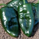 Abedul Hot Peppers HP2062-10