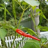 Afghan Hot Peppers HP21-10