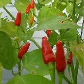 Hot Peppers by Plant Height