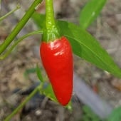African Pequin Hot Peppers HP1-10_Base
