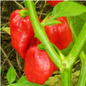 Aji Dulce Hot Peppers (Strain 6) HP6-10_Base