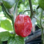 No Heat Hot Peppers - 100 to 500