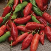 All American Selection Hot Peppers