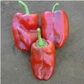 Ancho Ranchero Hot Pepper Seeds HP12-10_Base