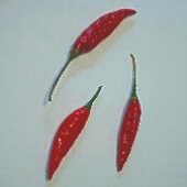 Ano Todo Hot Peppers (Type 3) HP2141-10_Base