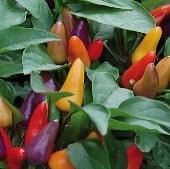 Hot Peppers by Color