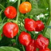 Australian Lantern Hot Peppers (Red) HP2194-20