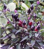 Bellengrath Gardens Purple Hot Peppers HP25-10
