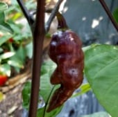 Bhut Jolokia Ghost Hot Peppers (Black) HP2299-5_Base