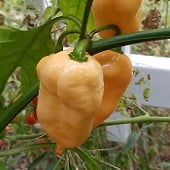 Peach Hot Peppers