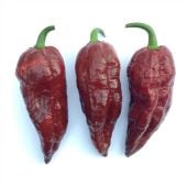 Bhutlah Chocolate Pepper Seeds HP2491-10_Base